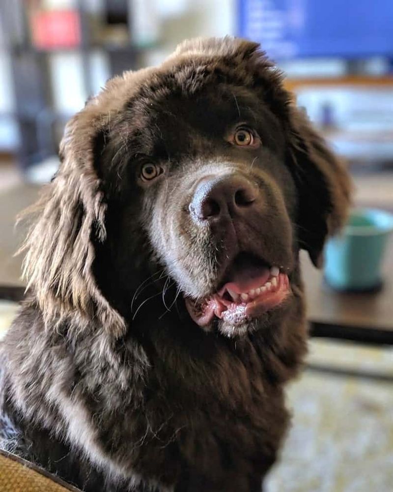 Sadie the Labrador-Newfoundland Mix