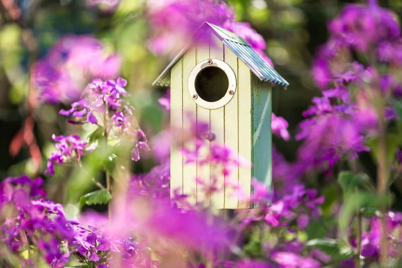 Safe Nesting Spots