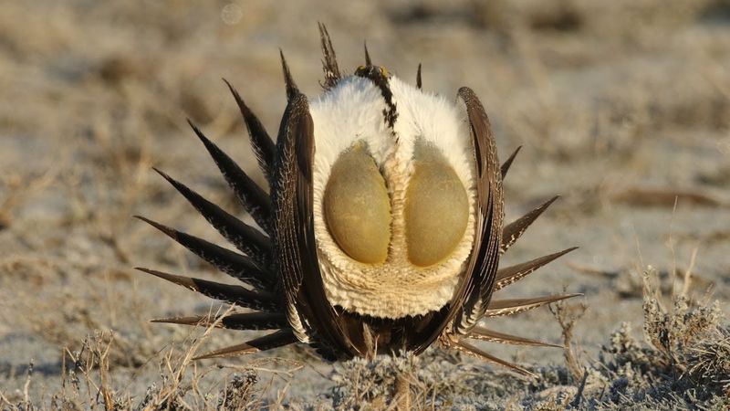 Sage Grouse