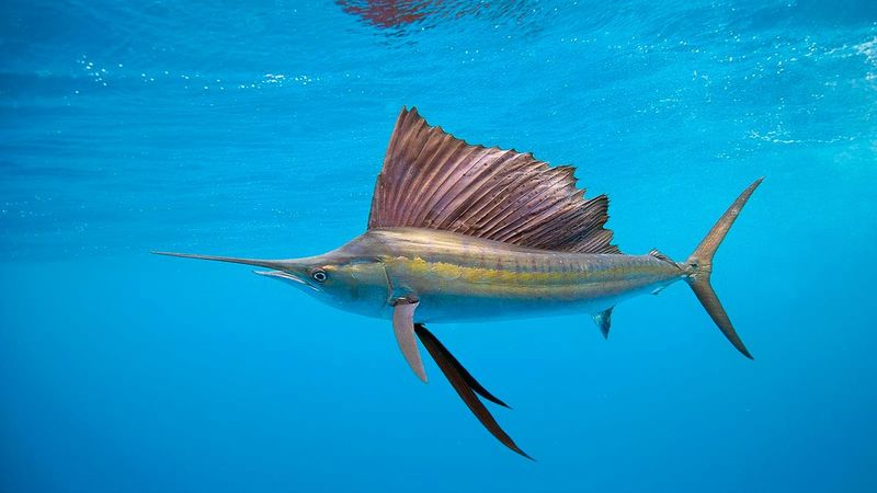 Sagittarius - Sailfish