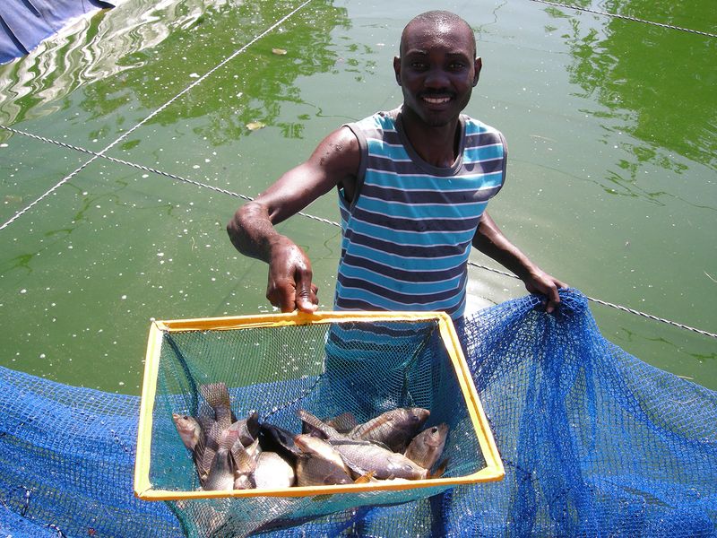 Saharan Tilapia