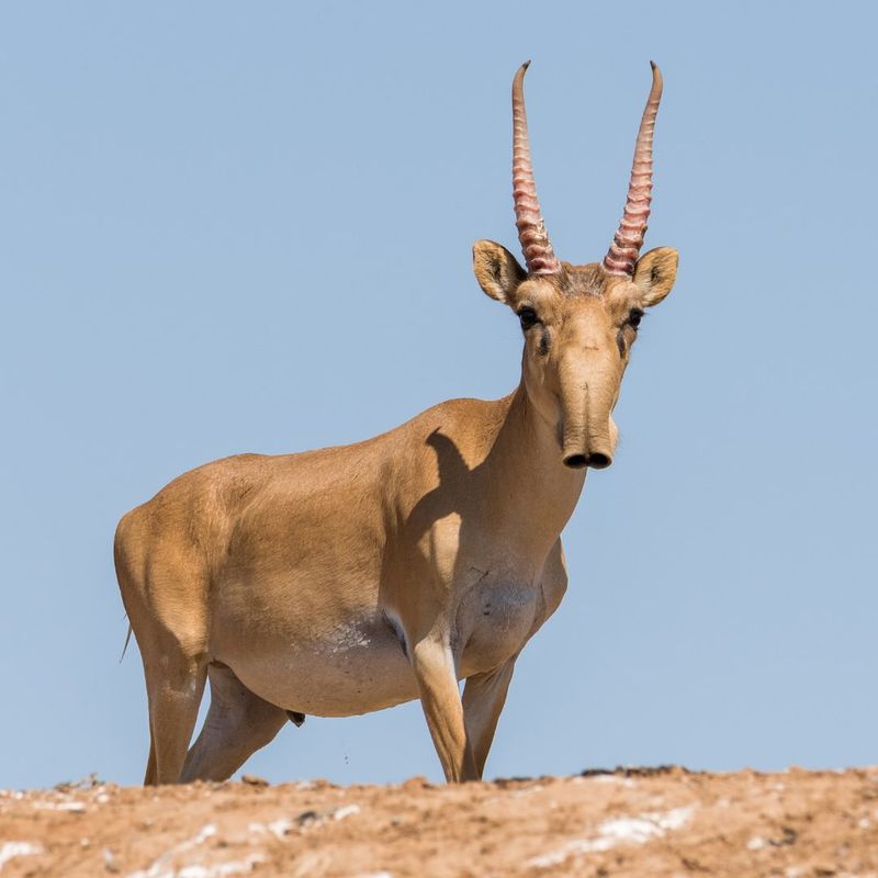 Saiga Antelope