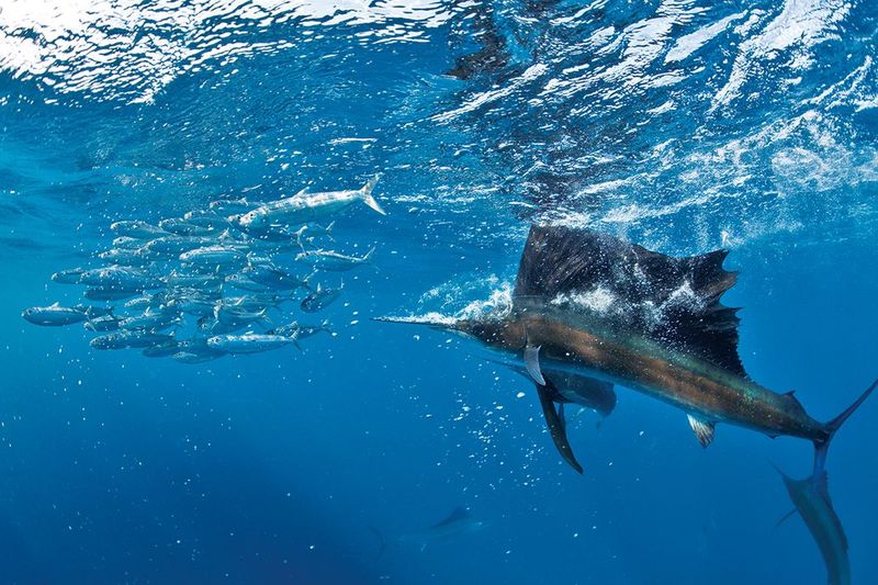 Sailfish