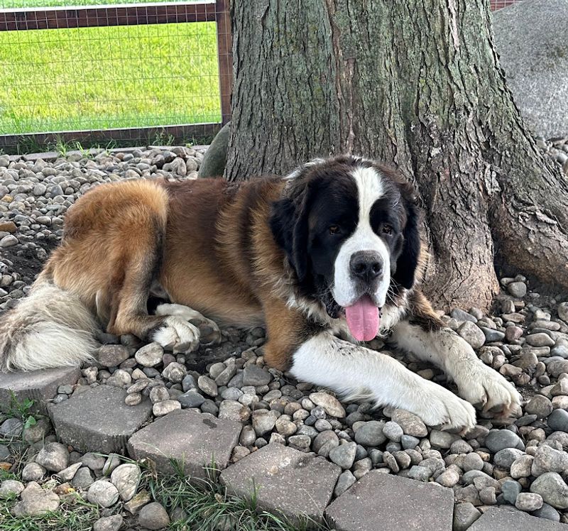 Saint Bernard