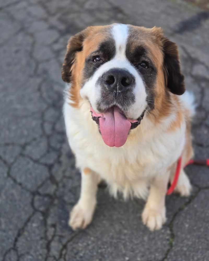 Saint Bernard
