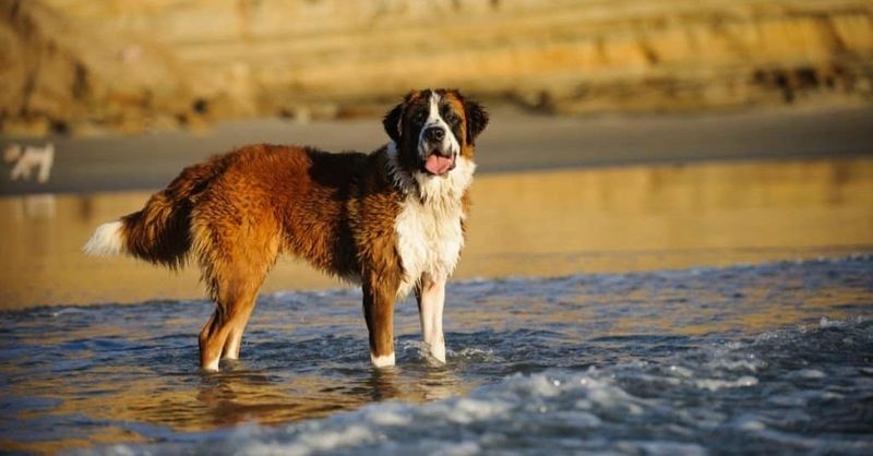 Saint Bernard
