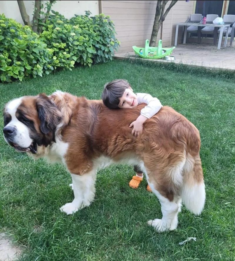 Saint Bernard