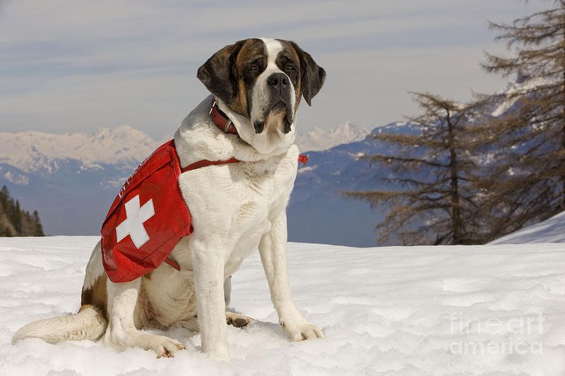 Saint Bernard