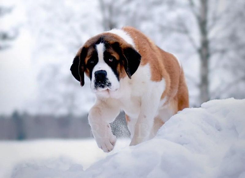 Saint Bernard