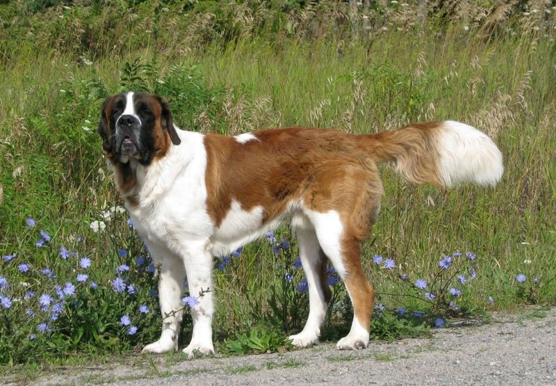 Saint Bernard