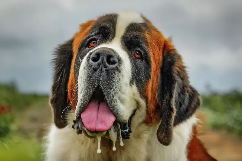 Saint Bernard