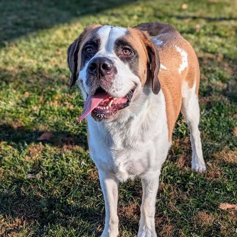 Saint Bernard