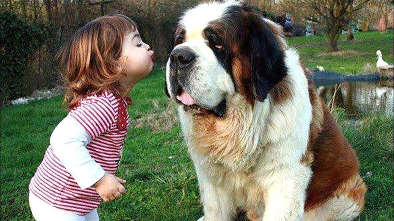 Saint Bernard