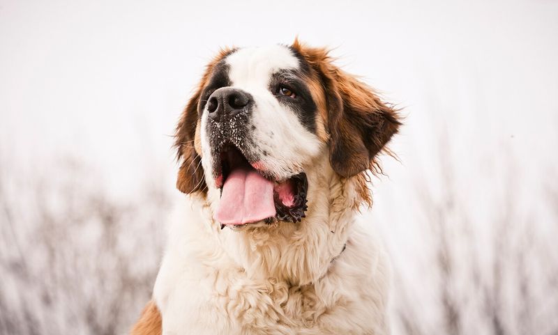 Saint Bernard's Warmth