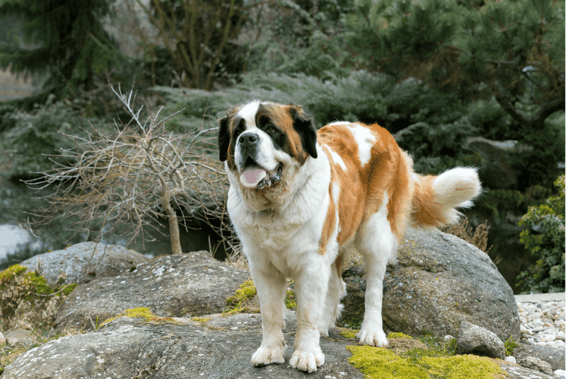 Saint Bernard
