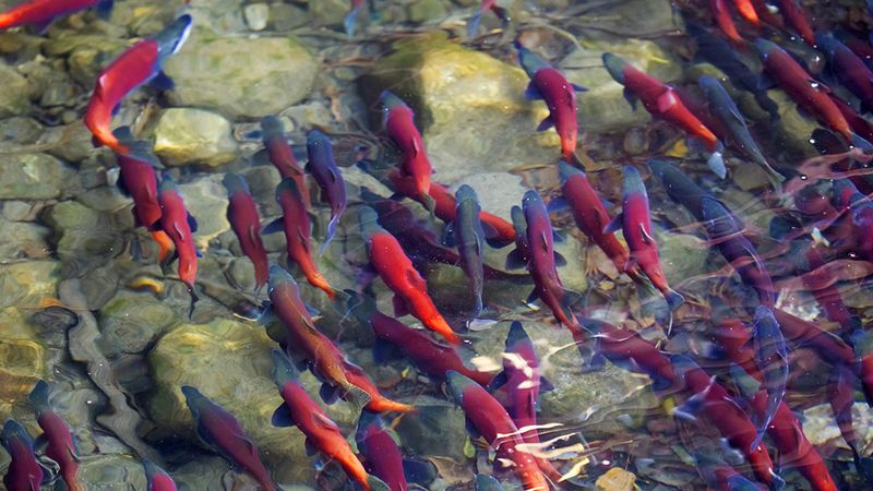 Salmon