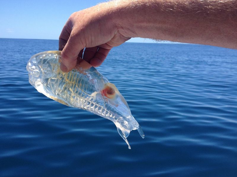 Salp