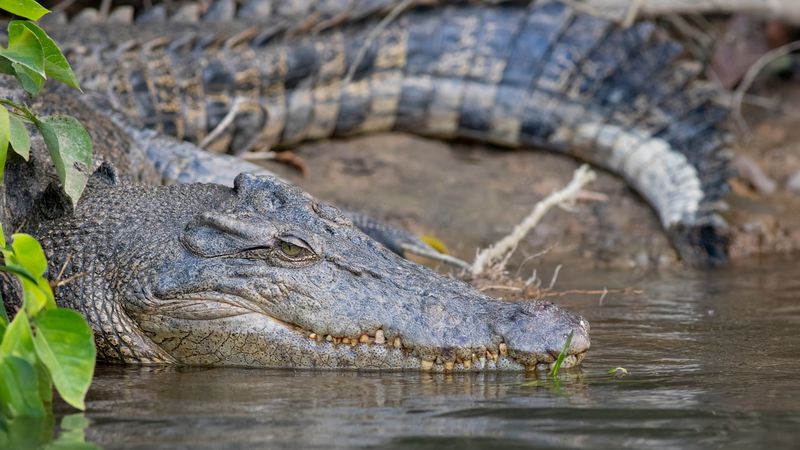 Saltwater Crocodile