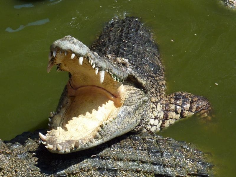 Saltwater Crocodile