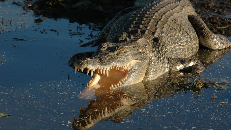 Saltwater Crocodile