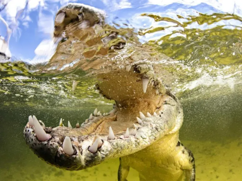 Saltwater Crocodile