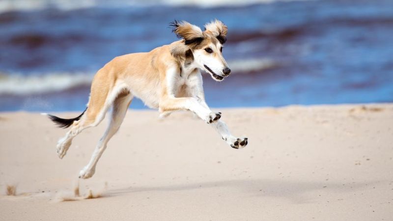 Saluki