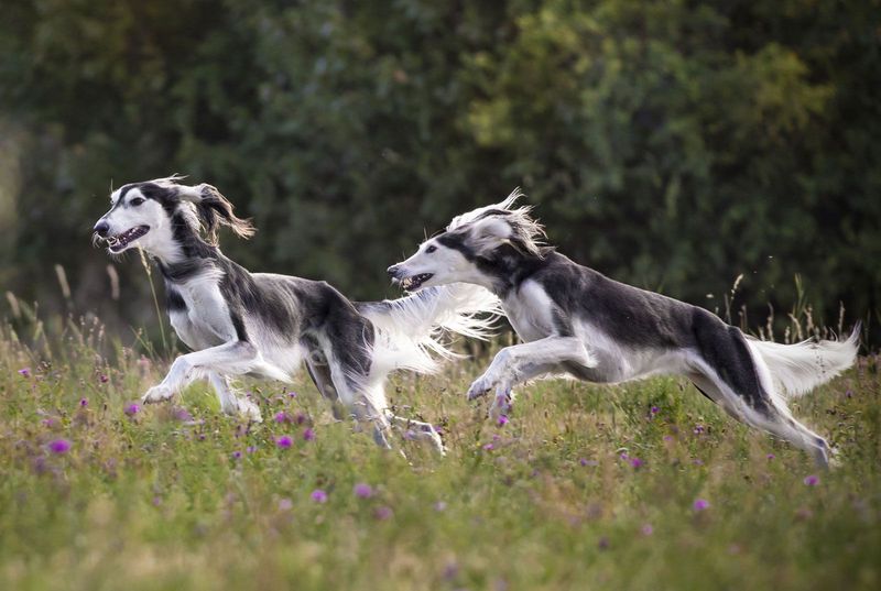 Saluki