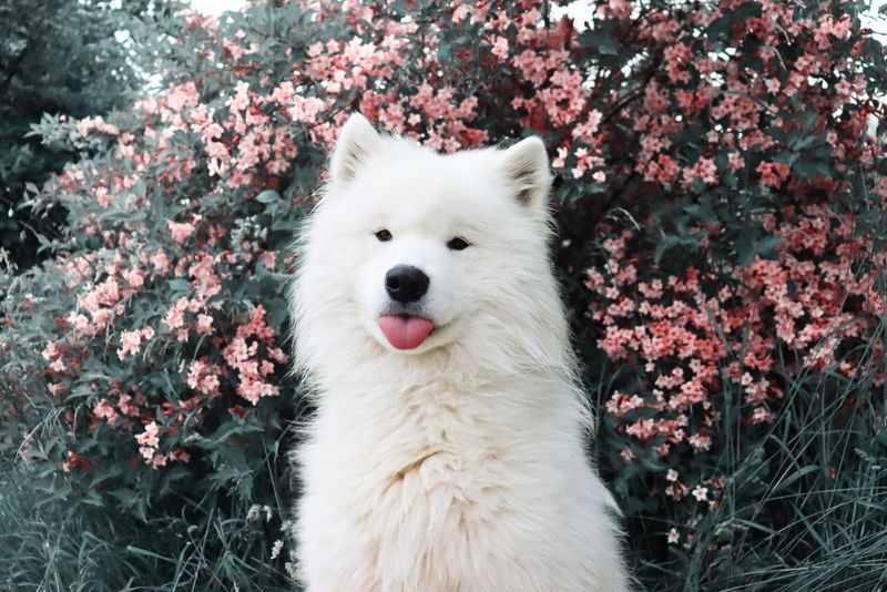 Samoyed