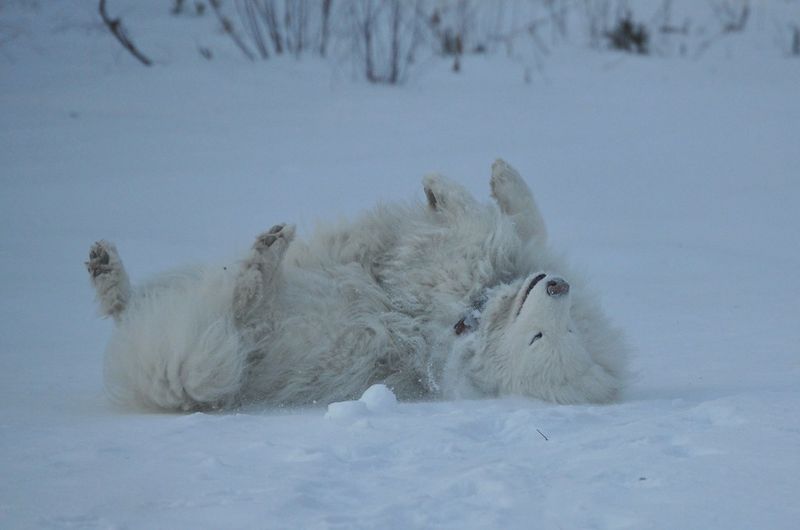 Samoyed