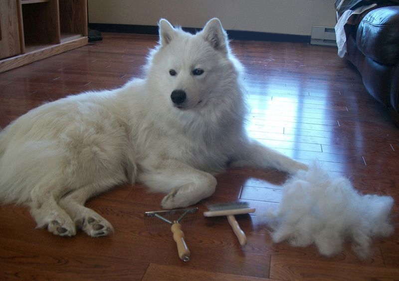 Samoyed