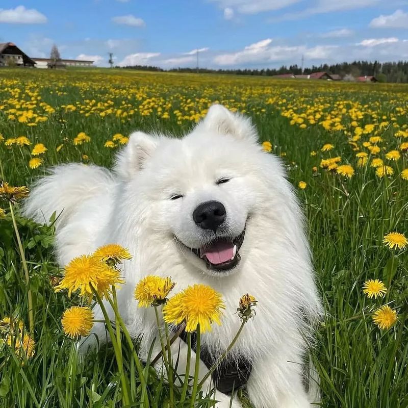 Samoyed