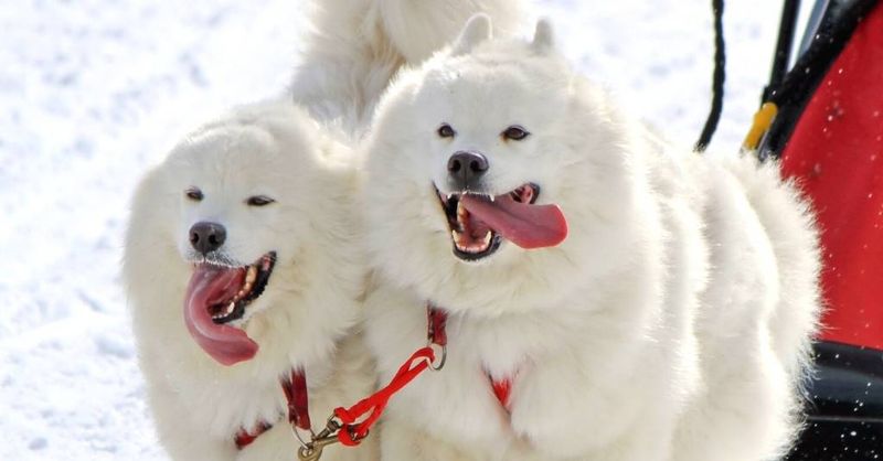 Samoyed