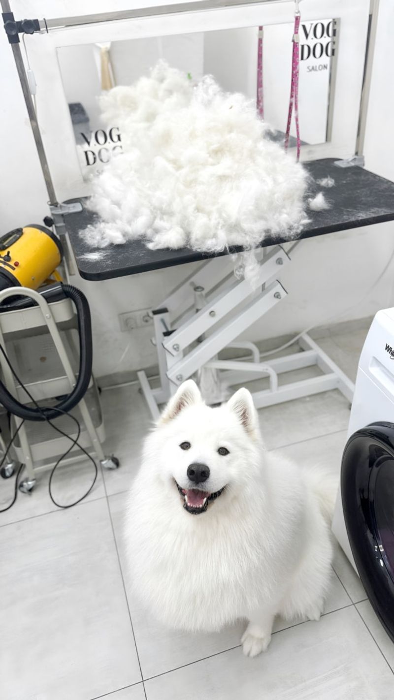 Samoyed