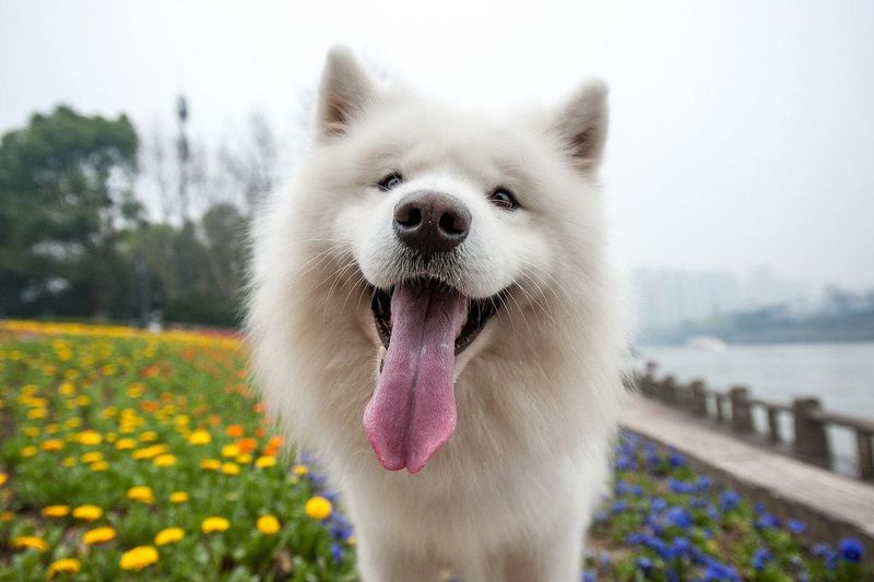 Samoyed