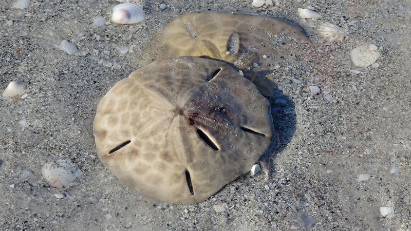 Sand Dollar
