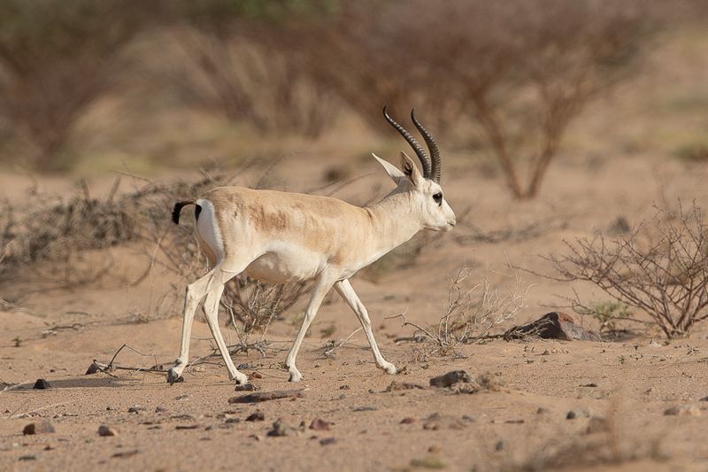 Sand Gazelle