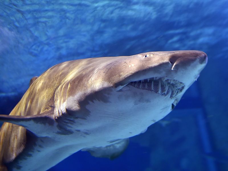 Sand Tiger Shark