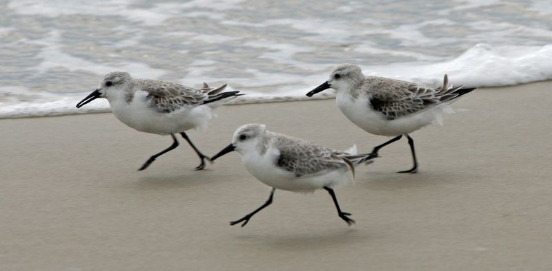 Sanderling