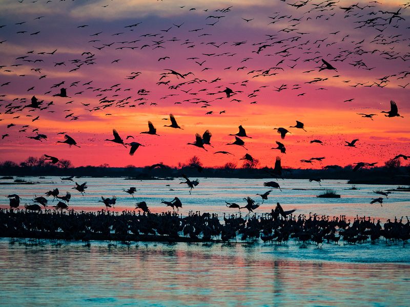 Sandhill Crane Migration