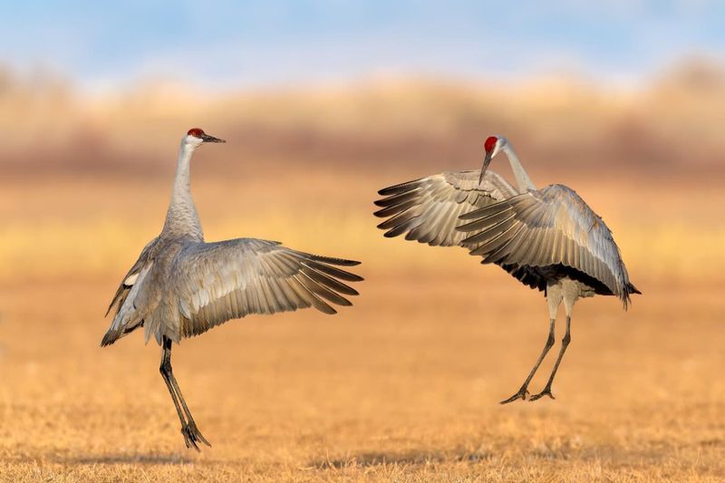 Sandhill Crane