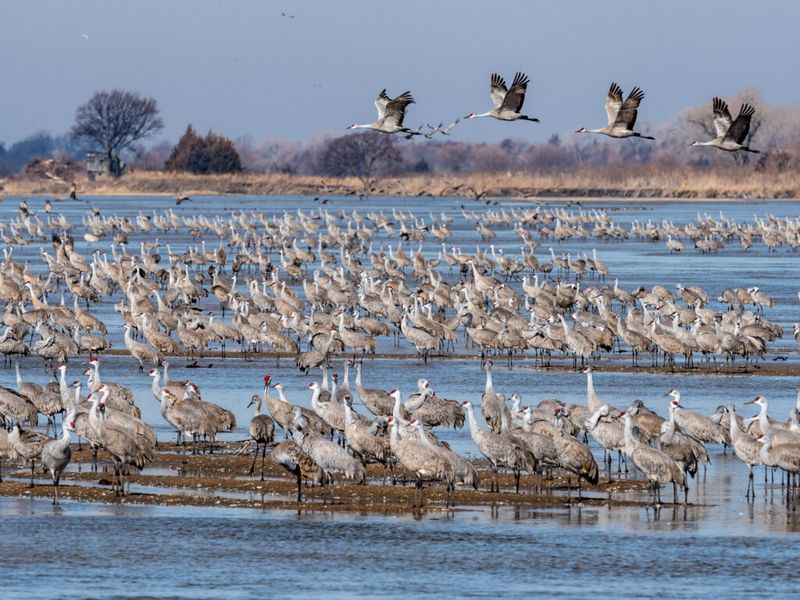 Sandhill Cranes