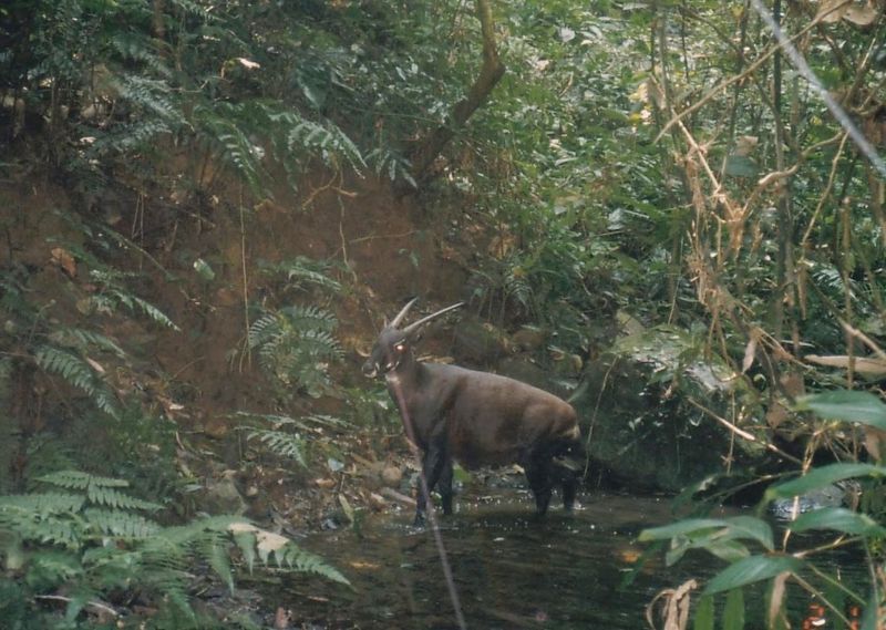 Saola