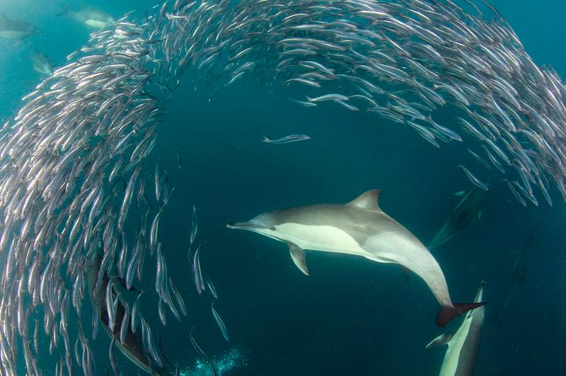Sardines