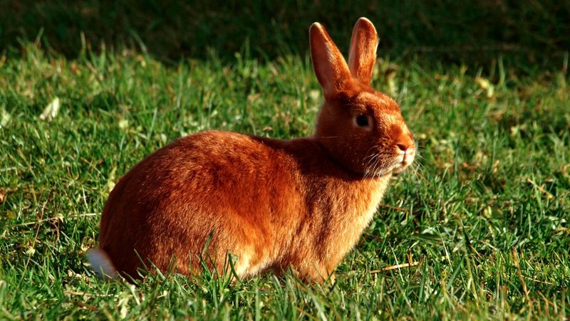 Satin Rabbit