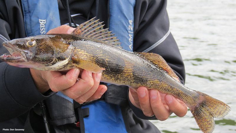 Sauger