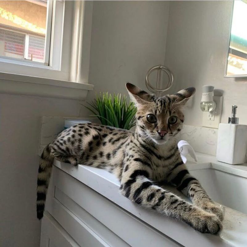Savanah Cat