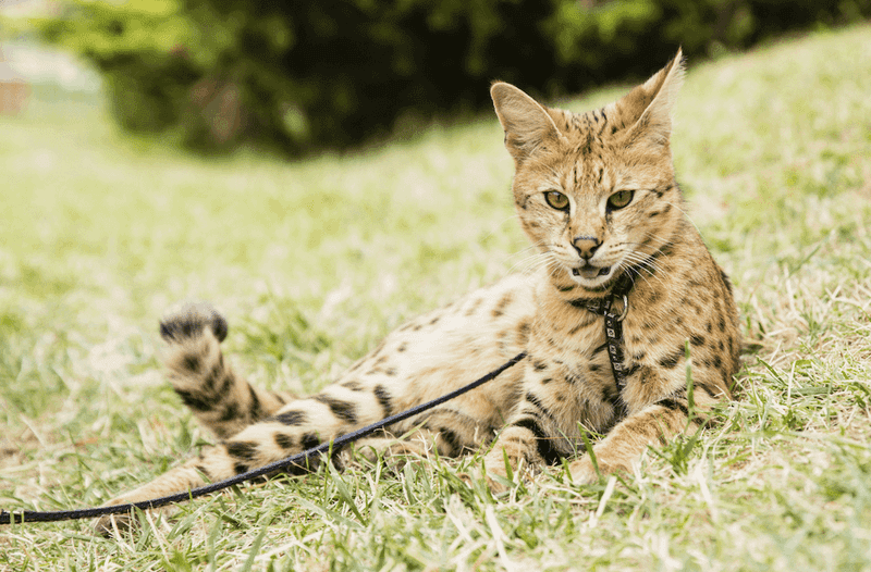 Savannah