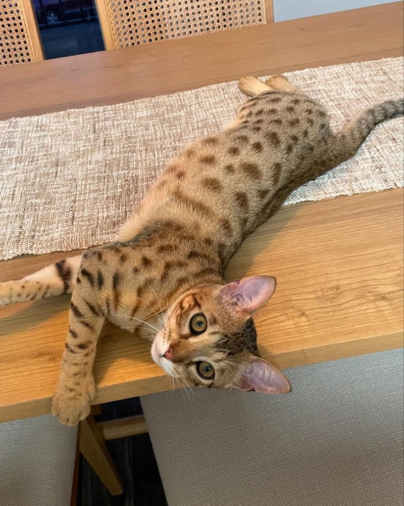 Savannah