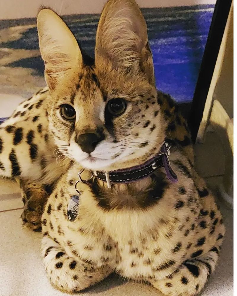 Savannah