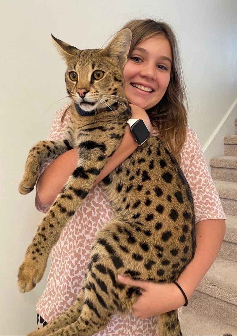Savannah Cat
